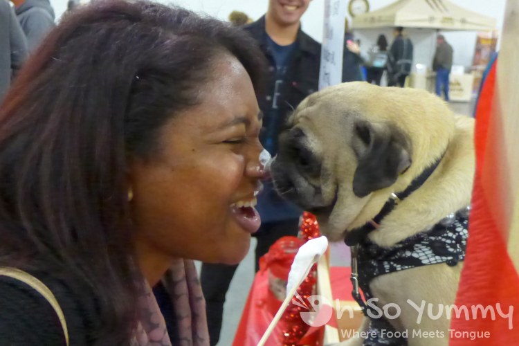 ticklish pug resolution new years highlights oh so ticklish pug resolution new years highlights oh so